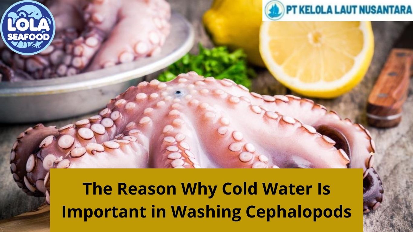 The Reason Why Cold Water Is Important in Washing Cephalopods